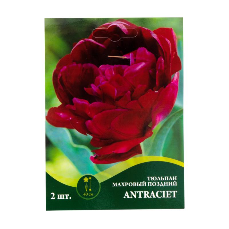 Луковицы цветов, в ассортименте