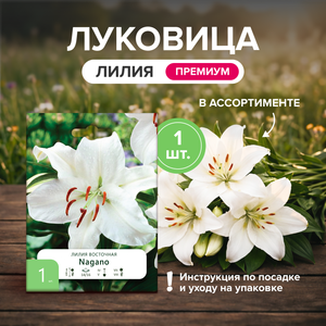 Луковица Лилия Премиум, 1 шт ПФ