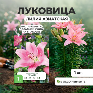 Луковица Лилия азиатская,1 шт ПФ