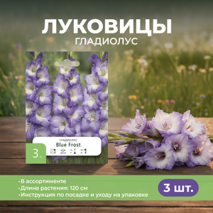 Луковицы Гладиолус, 3 шт ПФ