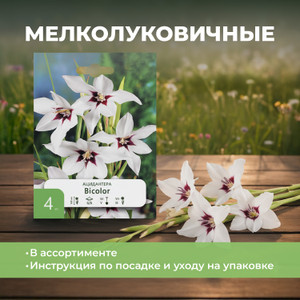 Мелколуковичные ПФ