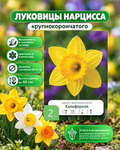 Луковицы "Нарцисс", 2 шт., в ассортименте