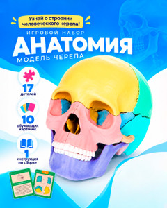 Игровой набор "Анатомия", Play the Game, в ассортименте
