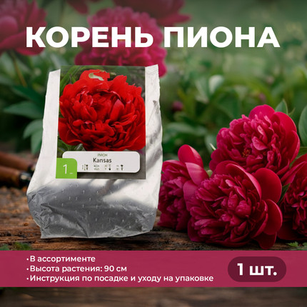 Корень пиона, 1 шт ПФ - купить в интернет-магазине Fix Price в г. Новосибирск по цене 299 ₽