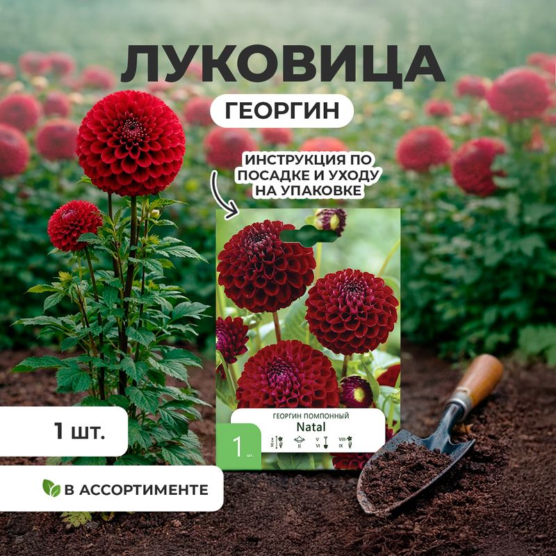 Луковица, Георгин, в ассортименте