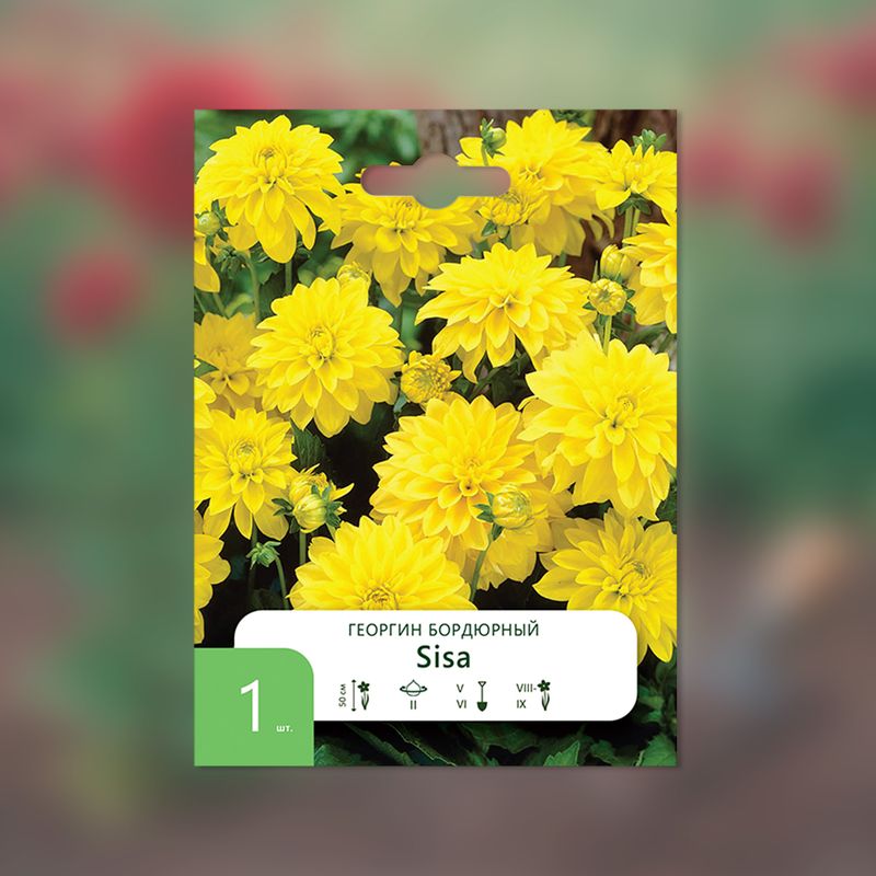 Луковица, Георгин, в ассортименте