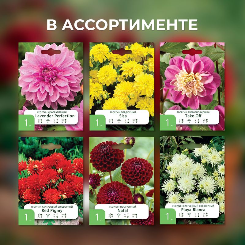 Луковица, Георгин, в ассортименте
