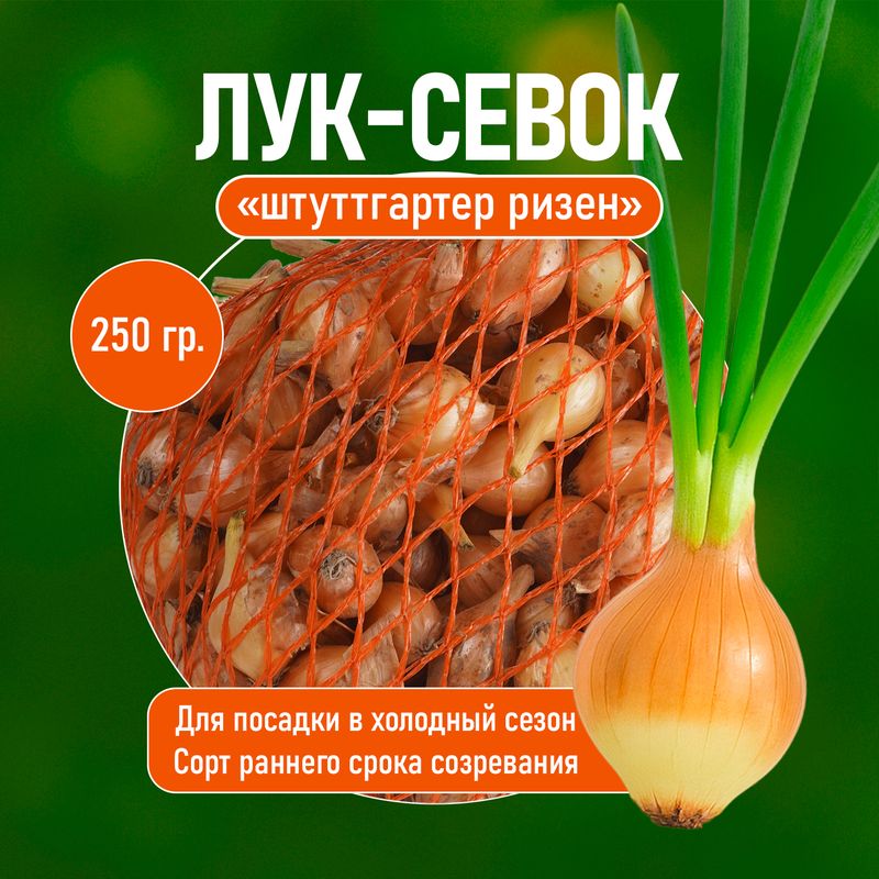 Лук-севок озимый "Штуттгартер ризен", 250 г
