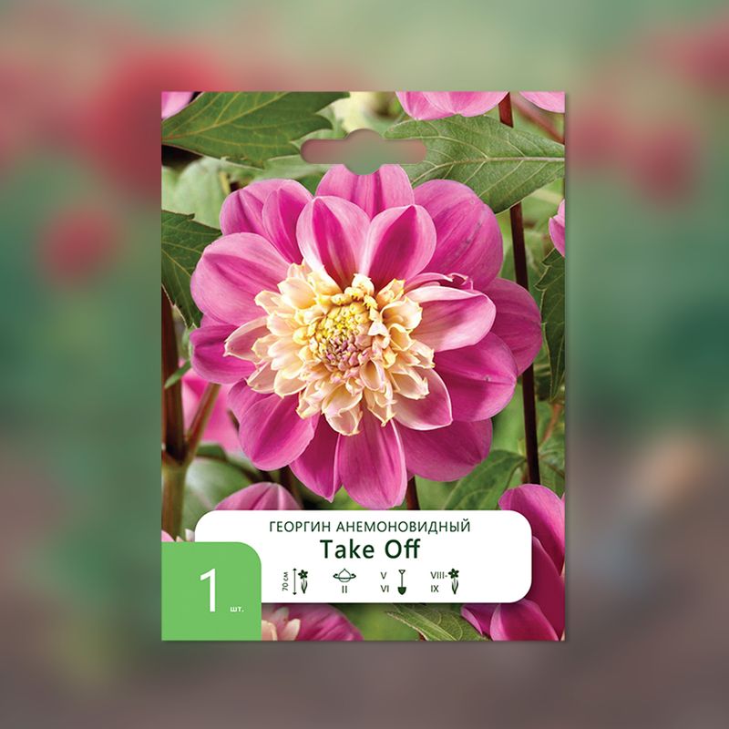 Луковица, Георгин, в ассортименте