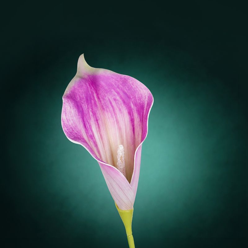 Цветок искусственный "Калла", в ассортименте