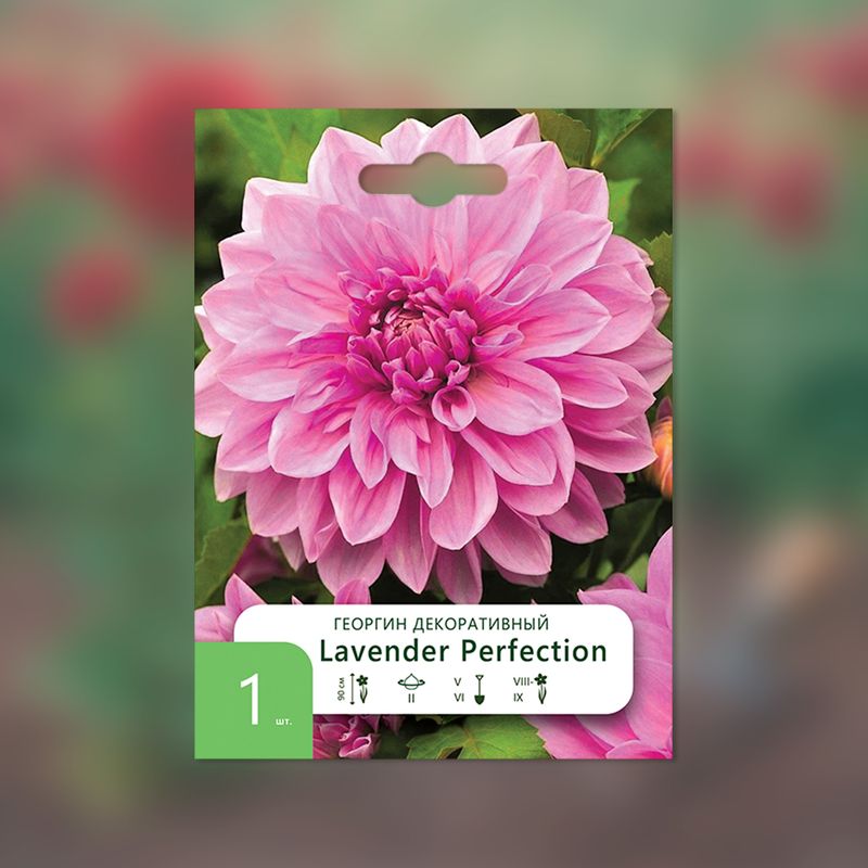 Луковица, Георгин, в ассортименте