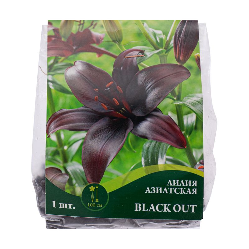 Луковица лилии азиатской, 1 шт., в ассортименте