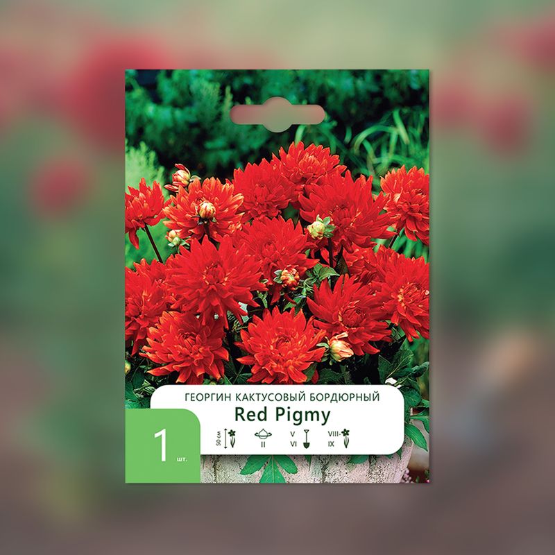 Луковица, Георгин, в ассортименте