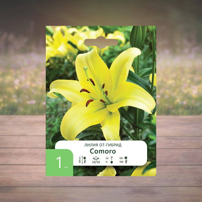 Луковица "Лилия", Петрофлора, 1 шт., в ассортименте