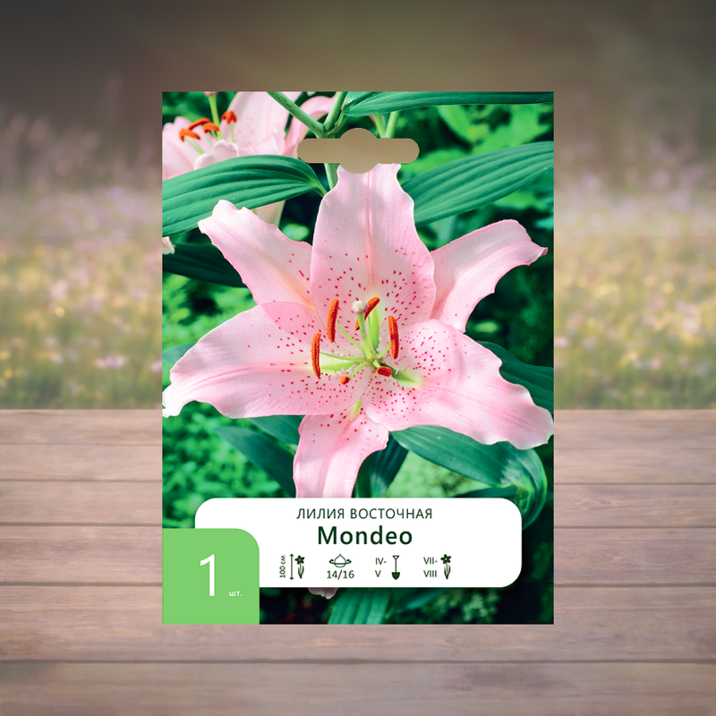 Луковица "Лилия", Петрофлора, 1 шт., в ассортименте