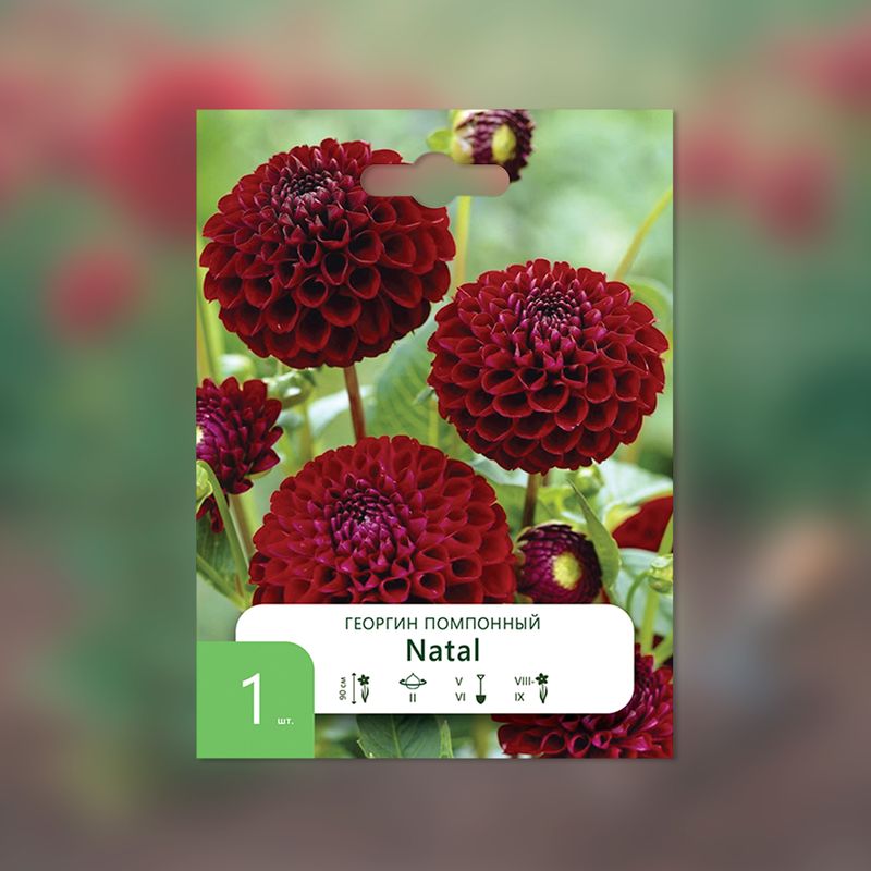 Луковица, Георгин, в ассортименте