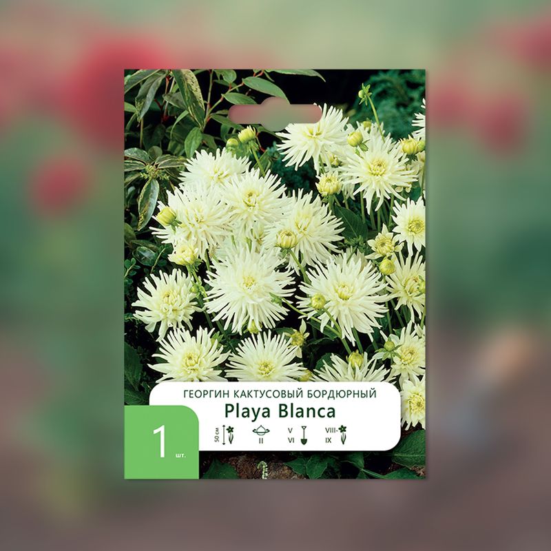 Луковица, Георгин, в ассортименте