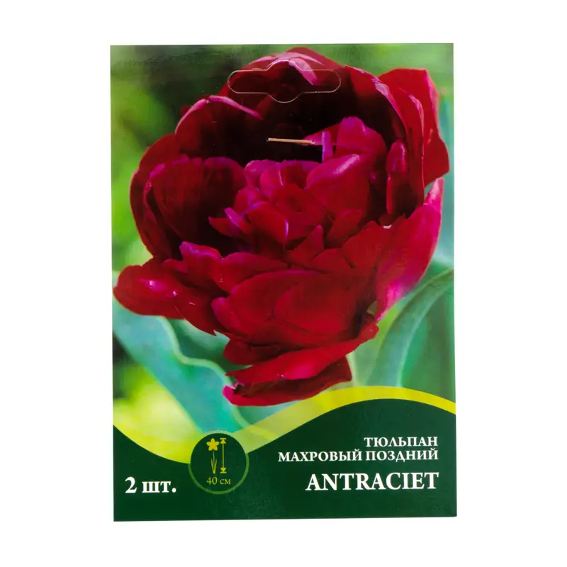Луковицы цветов, в ассортименте