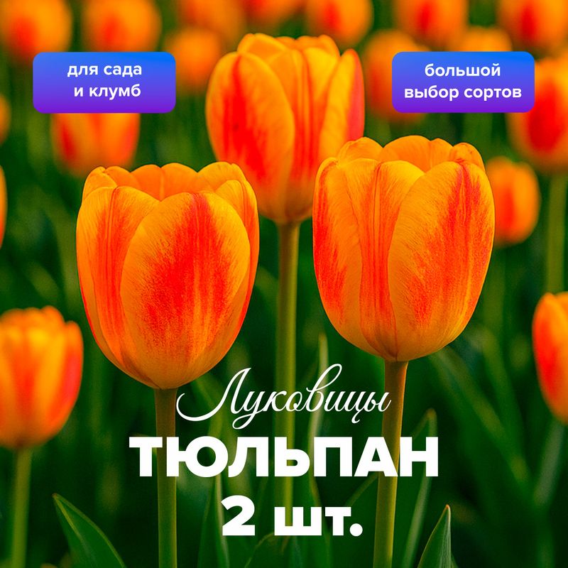 Луковицы цветов, в ассортименте
