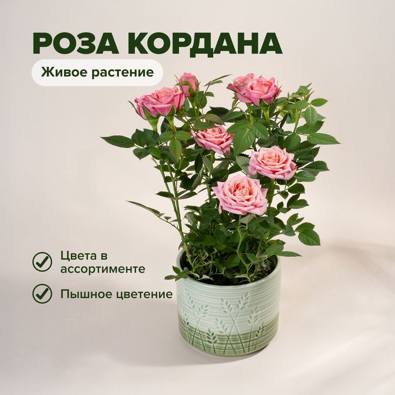 Горшочная роза Кордана, Горкунов, в ассортименте