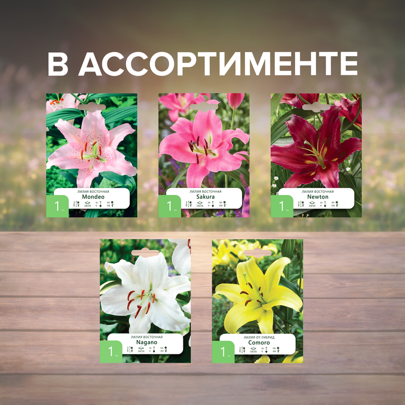 Луковица "Лилия", Петрофлора, 1 шт., в ассортименте