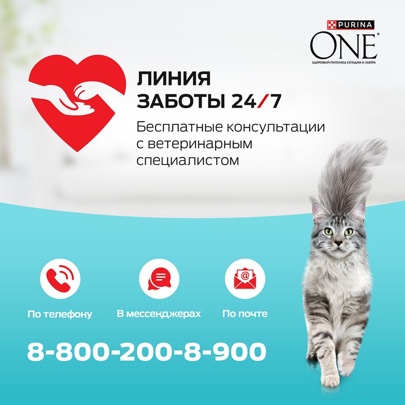 Влажный корм для стерилизованных кошек и кастрированных котов, PURINA ONE, с курицей и зелёной фасол