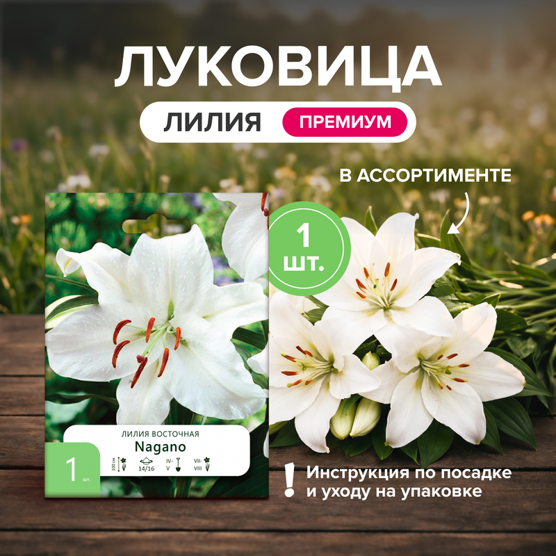 Луковица "Лилия", Петрофлора, 1 шт., в ассортименте