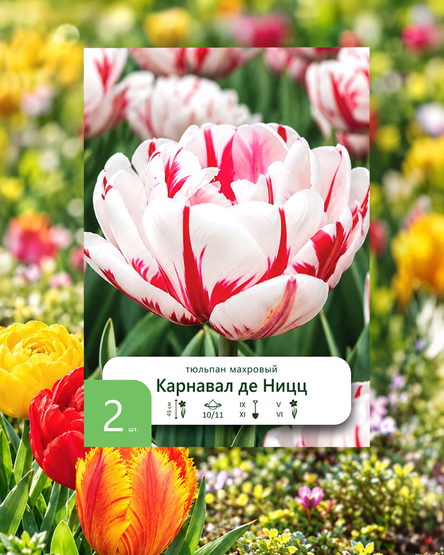 Луковицы цветов, в ассортименте