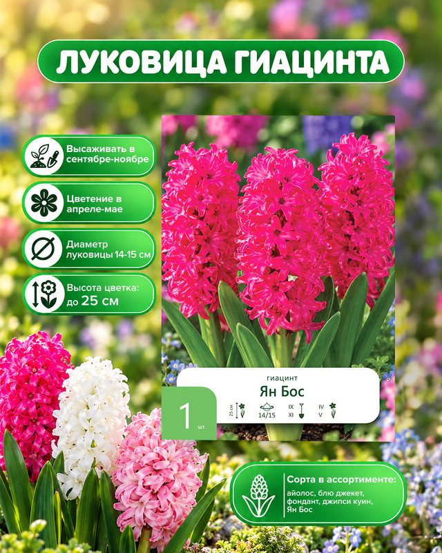 Луковица "Гиацинт садовый", 1 шт., в ассортименте