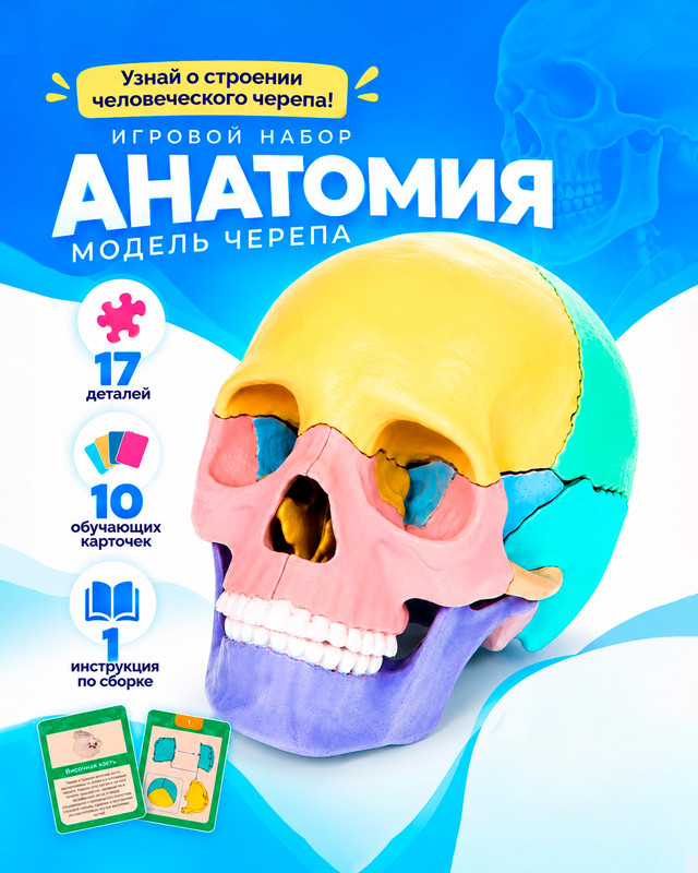 Игровой набор "Анатомия", Play the Game, в ассортименте